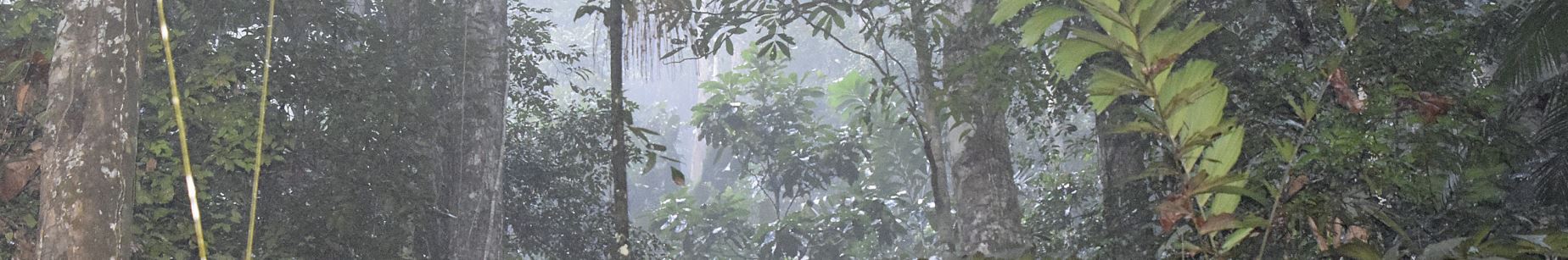 Guyana Rain Forest