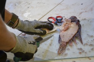 Disssecting the lionfish